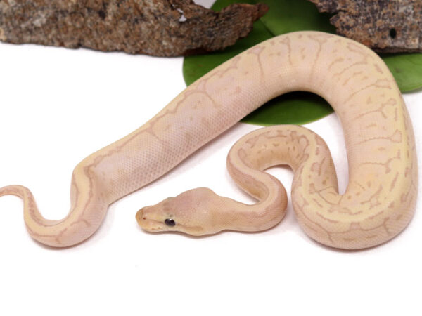 Banana Lemonblast (Female)