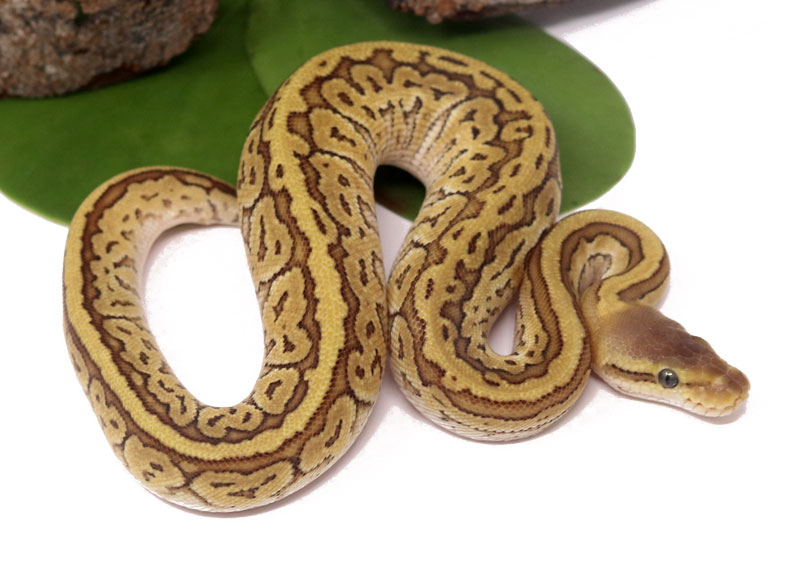 Pastave Pin (Female) - Dynasty Reptiles