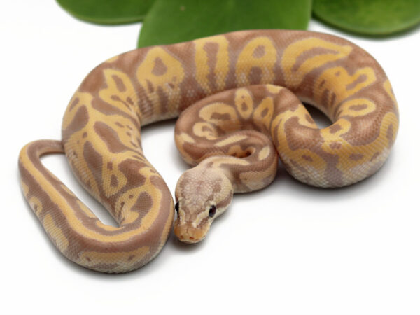 Banana Leopard Pastel (Male)