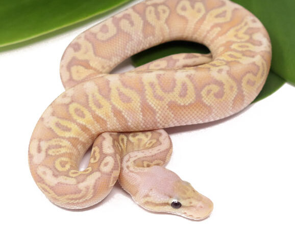 Banana HGW Super Pastel (FM) (Male)