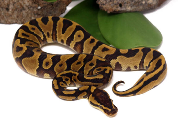 Leopard YB (Female)
