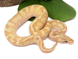 8-4A-Banana-Enchi-Butter_2023_10-12-23-300x227 Ball Pythons and Other Reptiles For Sale