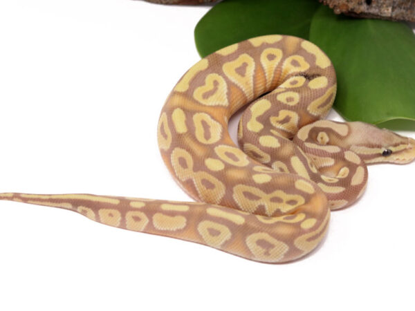 Banana Pastave (FM) (Male)