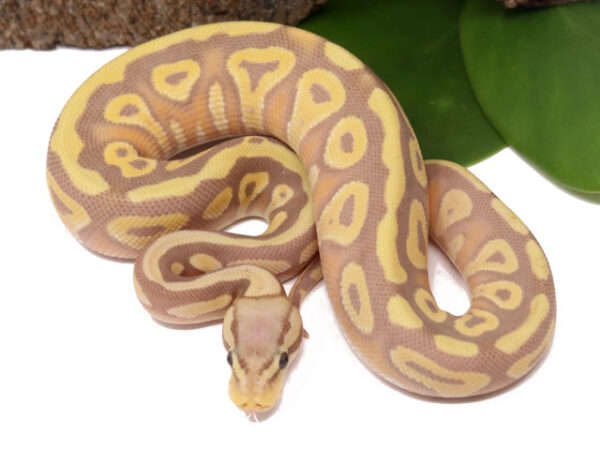 Banana Pastave (Female)