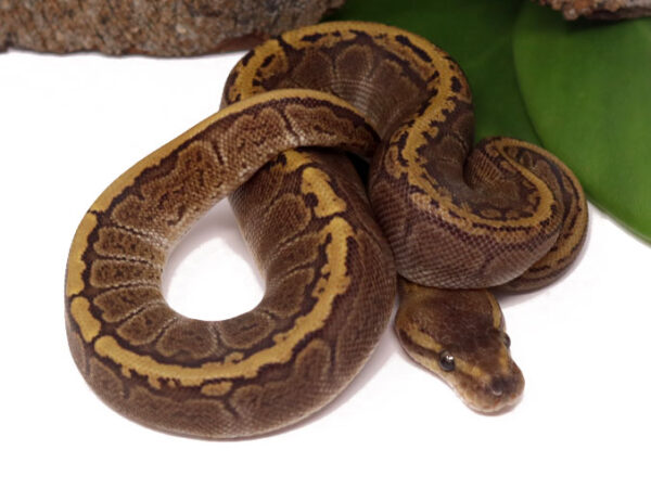 GHI Pin (Female)