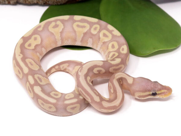 Banana Mojave (Female)
