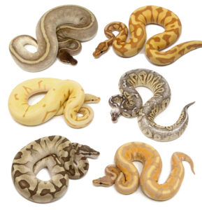 LG-males-copy-tier-1-289x300 LG-males-copy-tier-1