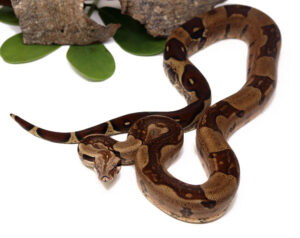100-7C-Colombian-Red-Tail-Boa_2021_11-22-23-300x238 100-7C-Colombian-Red-Tail-Boa_2021_11-22-23
