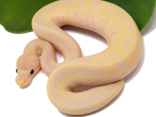 Super Banana Leopard Pin (Male)