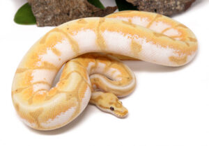 61-17C-Banana-Stinger-Bee-Cinnamon_2021_11-22-23-300x210 61-17C-Banana-Stinger-Bee-Cinnamon_2021_11-22-23