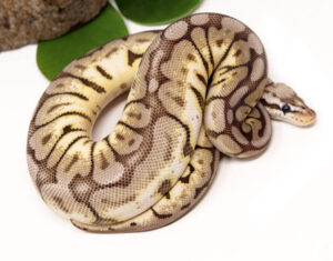 92-8B-Pewter-Bee_2022_11-22-23-300x235 92-8B-Pewter-Bee_2022_11-22-23