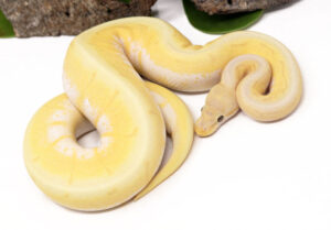 93-12B-Banana-Spinner-Enchi_2022_11-22-23-300x209 93-12B-Banana-Spinner-Enchi_2022_11-22-23