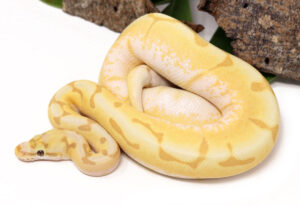 93-1B-Banana-Stinger-Bee_2022_11-22-23-300x206 93-1B-Banana-Stinger-Bee_2022_11-22-23