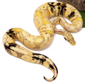 94-13C-Banana-Pastel-Paradox_2022_11-22-23-300x293 94-13C-Banana-Pastel-(Paradox)_2022_11-22-23