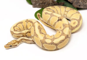 98-9B-Banana-Enchi-Spotnose-Het-Clown-BF-AY-BF-BC_11-16-23-300x206 98-9B-Banana-Enchi-Spotnose-Het-Clown-[BF-A&Y]-[BF-BC]_11-16-23