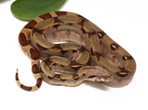 99-5C-Hypo-Colombian-Red-Tail-Boa_2022_11-22-23-300x224 99-5C-Hypo-Colombian-Red-Tail-Boa_2022_11-22-23