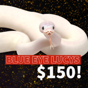 My-project-copy-2-300x300 My project copy-2