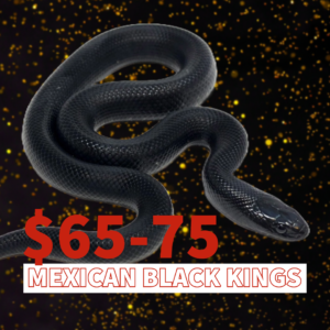 My-project-copy-5-300x300 My project copy-5