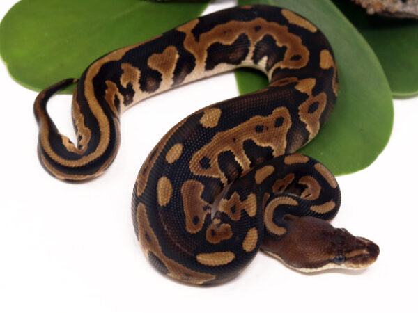 Leopard Cinnamon (Female)