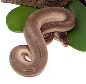 122-14C-Sunset-Pewter_2023_12-1-23-300x295 122-14C-Sunset-Pewter_2023_12-1-23