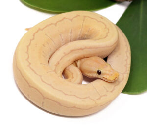 122-6B-Banana-Pin_2023_12-1-23-300x272 122-6B-Banana-Pin_2023_12-1-23