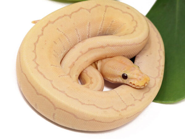 Banana Pin (Female)