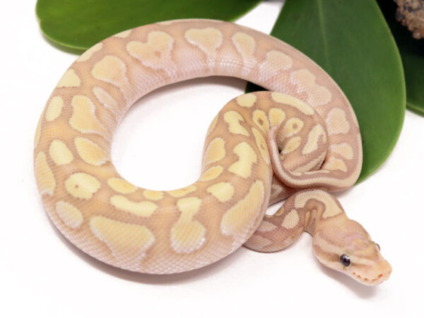 Super Banana Butter (Male)