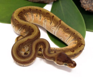 123-10B-HGW-Enchi-Pin_2023_12-1-23-300x260 123-10B-HGW-Enchi-Pin_2023_12-1-23