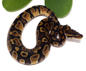 123-15A-Sentinel_2023_12-1-23-300x249 123-15A-Sentinel_2023_12-1-23