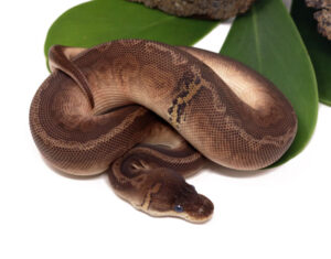 123-1C-Sunset-Cinnamon-Poss-Het-Clown_2023_12-1-23-300x235 123-1C-Sunset-Cinnamon-Poss-Het-Clown_2023_12-1-23