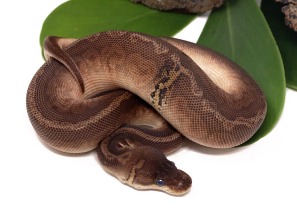 Sunset Cinnamon Poss Het Clown (Low Paradox) (Female)