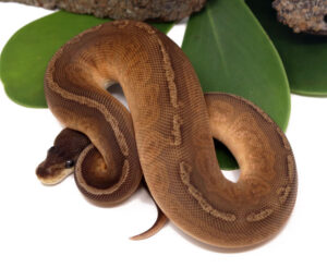 123-2A-Sunset-Cinnamon-Poss-Het-Clown_2023_12-1-23-300x257 123-2A-Sunset-Cinnamon-Poss-Het-Clown_2023_12-1-23