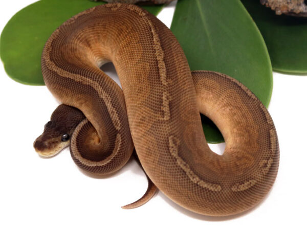 Sunset Cinnamon Poss Het Clown (Female)