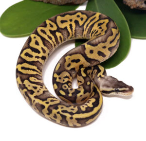 123-6A-Leopard-Super-Pastel_2023_12-1-23-300x290 123-6A-Leopard-Super-Pastel_2023_12-1-23