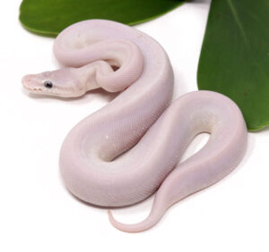 123-7A-Super-Mojave-GHI_2023_12-1-23-300x282 123-7A-Super-Mojave-GHI_2023_12-1-23