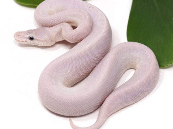 Super Mojave GHI (Male)