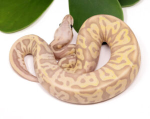 123-8C-Banana-Leopard-Super-Pastel_2023_12-1-23-300x238 123-8C-Banana-Leopard-Super-Pastel_2023_12-1-23