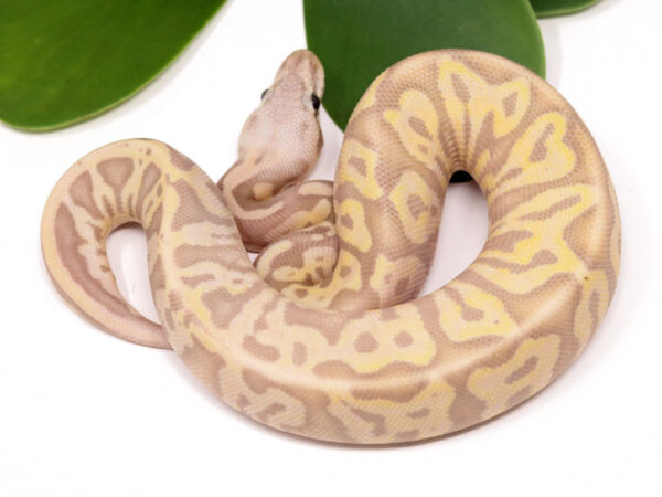 Banana Leopard Super Pastel (Female)