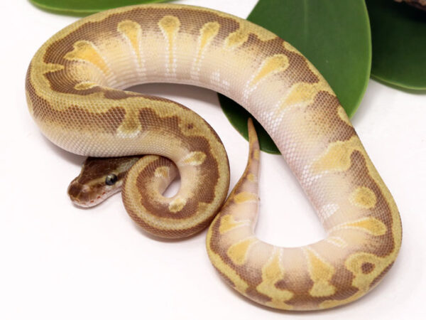 Blackhead HGW Moochie (Female)