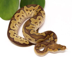 124-12C-Clown-Mojave_2023_12-13-23-300x261 124-12C-Clown-Mojave_2023_12-13-23