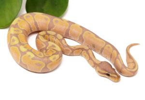 124-13C-CG_2023_12-13-23-300x206 124-13C-CG_2023_12-13-23