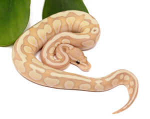 124-14C-SUper-CG-Enchi-BUtter_2023_12-13-23-300x238 124-14C-SUper-CG-Enchi-BUtter_2023_12-13-23