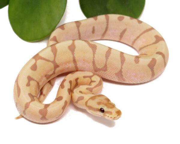 124-15A-CG-Enchi-Woma_2023_12-13-23-600x481 Best Price Ball Pythons For Sale