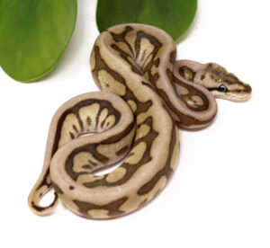 124-17B-Raven-Leopard-Butter-Bee_2023_12-13-23-300x276 124-17B-Raven-Leopard-Butter-Bee_2023_12-13-23