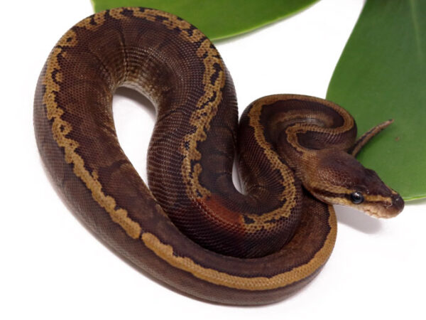 GHI Shatter Raven Pin (Male)