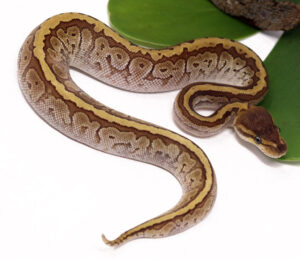 124-5C-Shatter-Jigsaw_2023_12-1-23-300x259 124-5C-Shatter-Jigsaw_2023_12-1-23