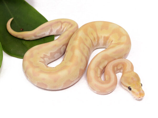 Banana Soul Sucker Leopard Enchi (Male)
