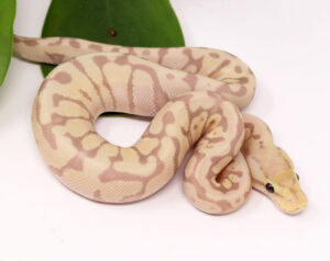 125-15C-CG-HGW-ENchi-Pastel_2023_12-13-23-300x238 125-15C-CG-HGW-ENchi-Pastel_2023_12-13-23