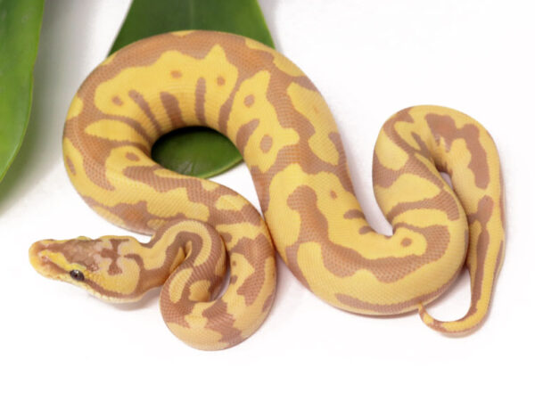 Banana Leopard Enchi Pastel (Male)