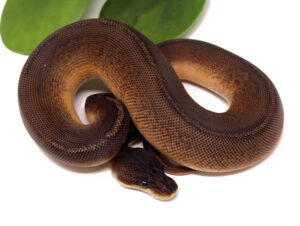 126-11A-Sunset-Cinnamon-Poss-Het-Pied_2023_12-13-23-300x226 126-11A-Sunset-Cinnamon-Poss-Het-Pied_2023_12-13-23